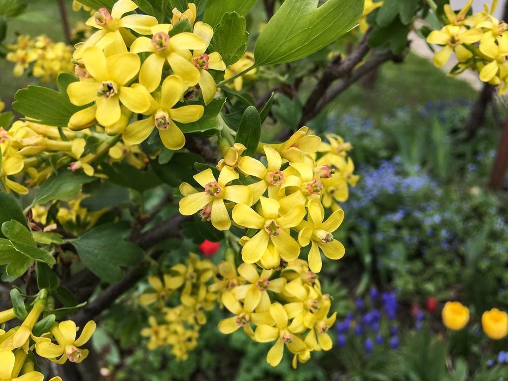 Смородина золотистая — Ribes aureum Pursh.