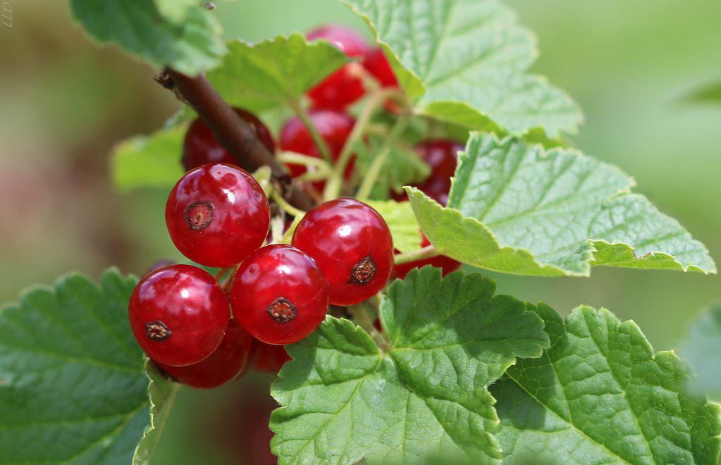 Смородина красная — Ribes rubrum L.