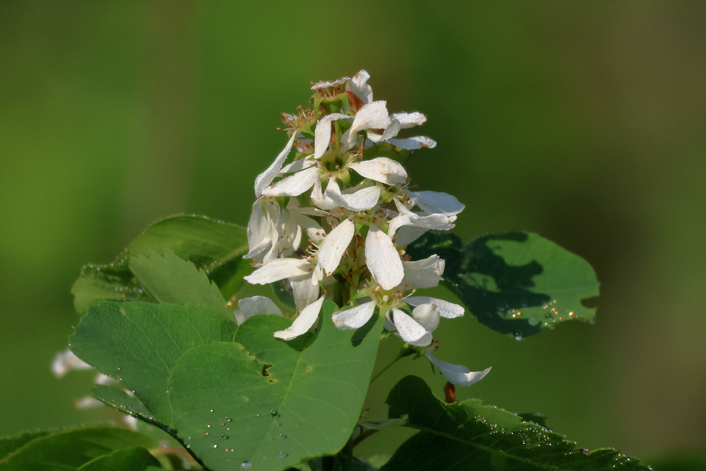 Ирга ольхолистная — Amelanchier alnifolia (Nutt.) Nutt.