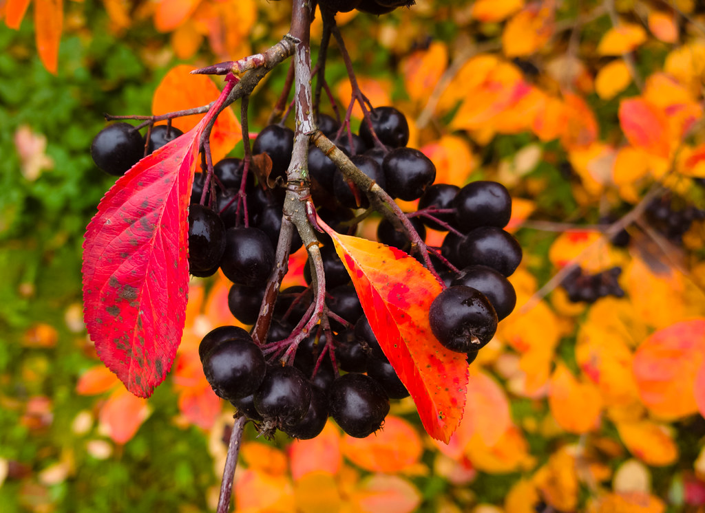 Арония Мичурина, черноплодная рябина — Aronia x mitschurinii A. Skvorts. et Maitull.