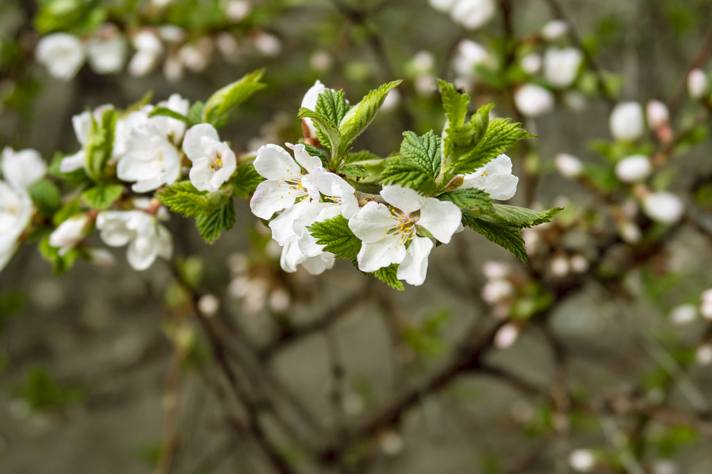 Вишня войлочная — Cerasus tomentosa (Thunb.) Wall.