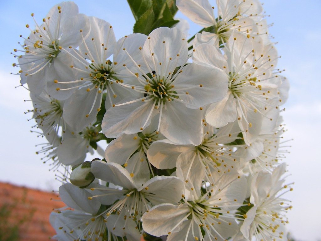 Вишня обыкновенная — Cerasus vulgaris Mill.