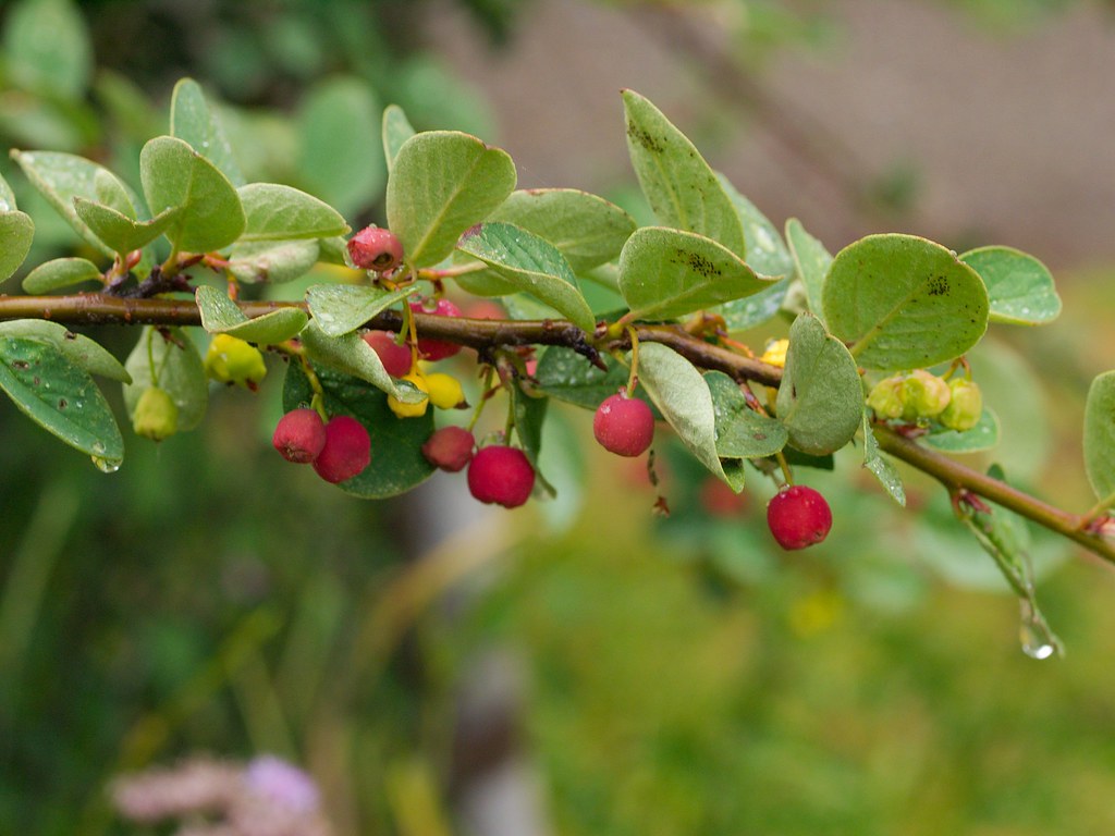 Кизильник цельнокрайний — Cotoneaster integerrima Medik.