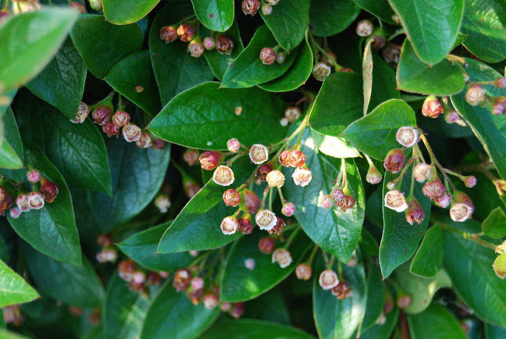 Кизильник блестящий — Cotoneaster lucidus Schlecht.