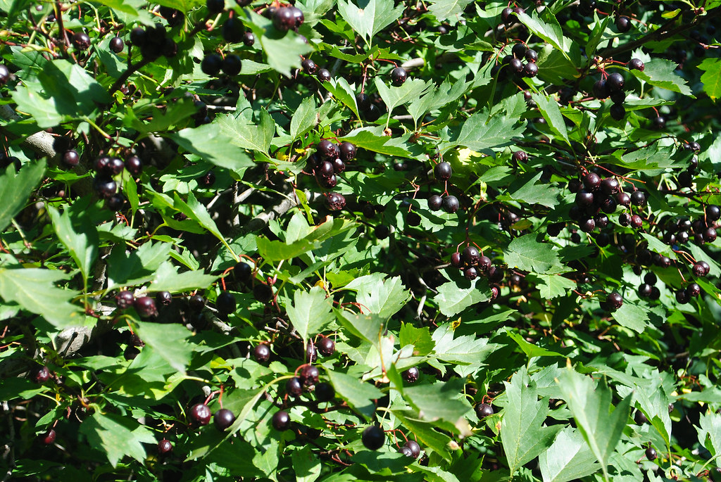 Боярышник алмаатинский — Crataegus x almaatensis A. Pojark.