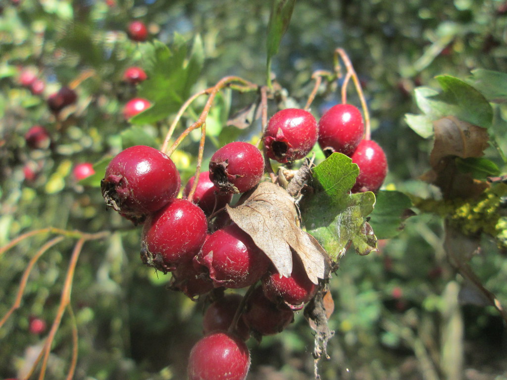 Боярышник однопестичный — Crataegus monogyna Jacq.