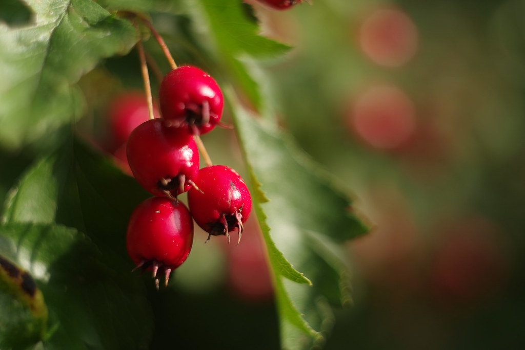 Боярышинк опахалолистный — Crataegus rhipidophylla Gaud.