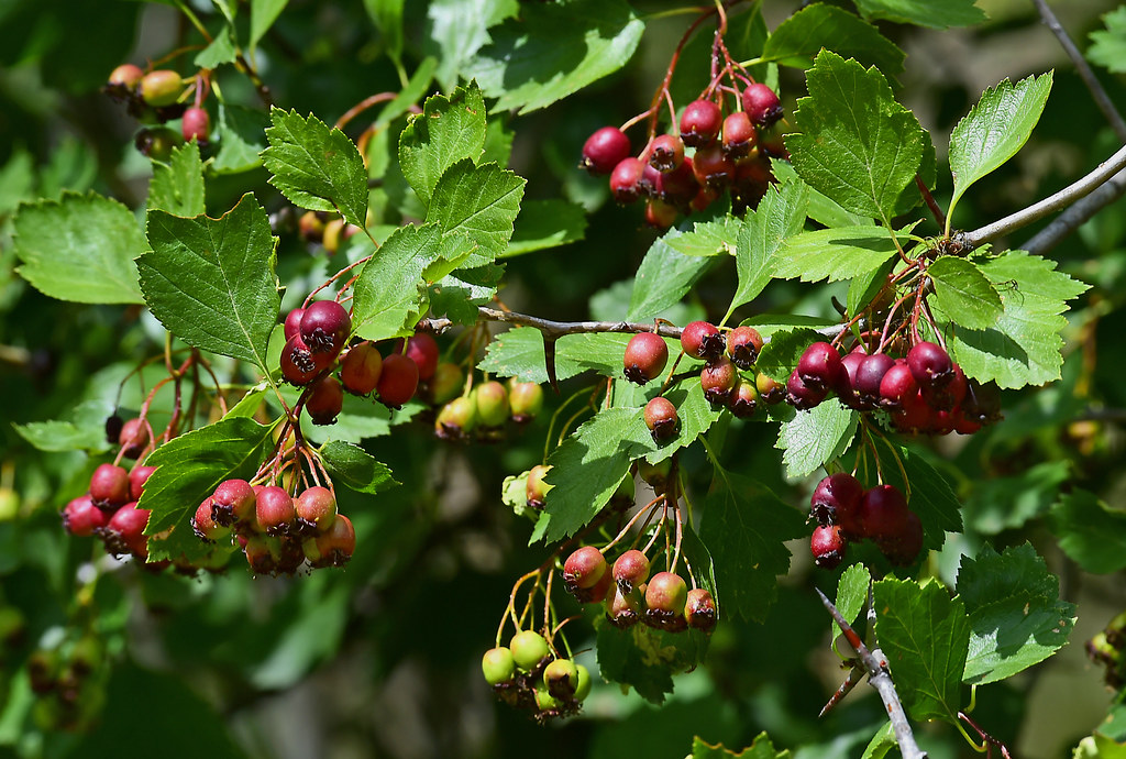 Боярышник приречный — Crataegus rivularis Nutt.