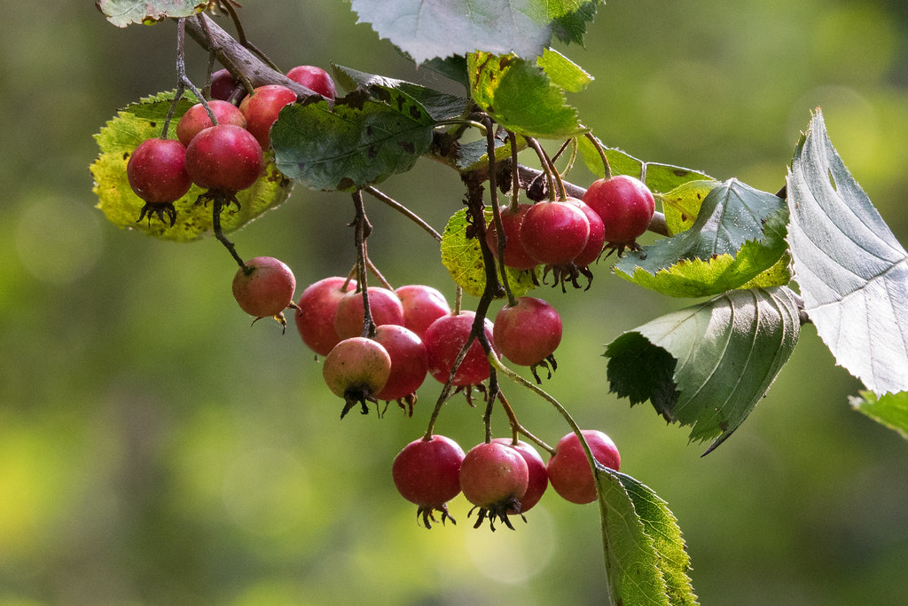 Боярышник мягковатый — Crataegus submollis Sarg.