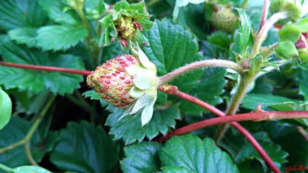 Земляника садовая, крупноцветковая — Fragaria grandiflora Ehrh.