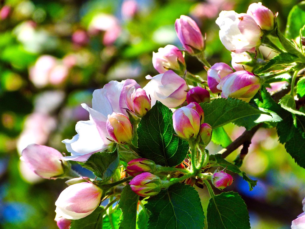 Яблоня домашняя — Malus domestica Borkh.