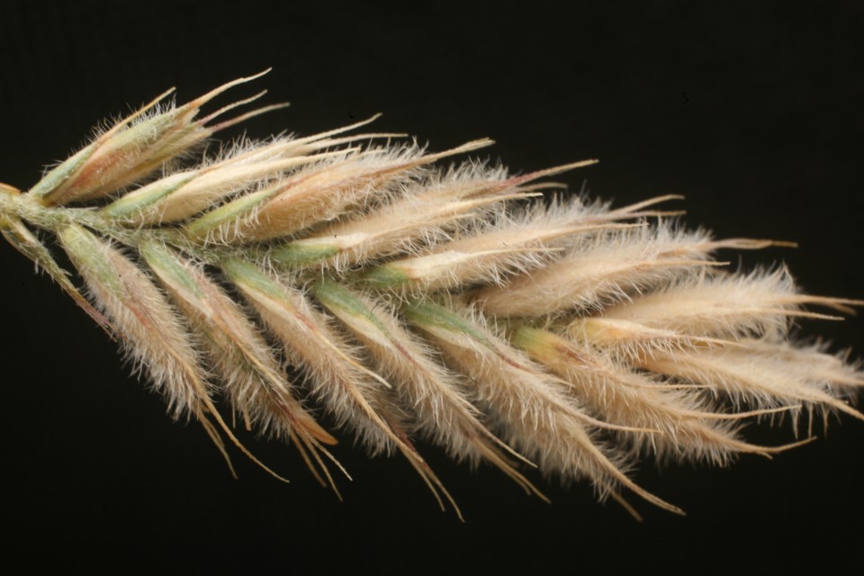 Житняк гребенчатый — Agropyron cristatum (L.) Beauv.