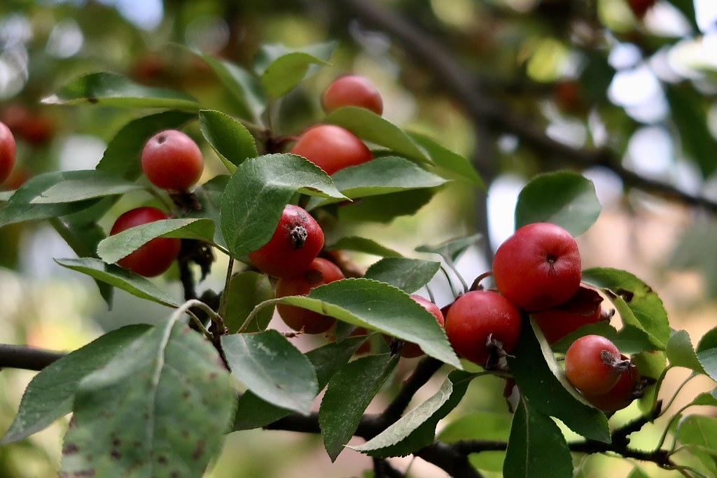 Яблоня китайка — Malus prunifolia Willd.