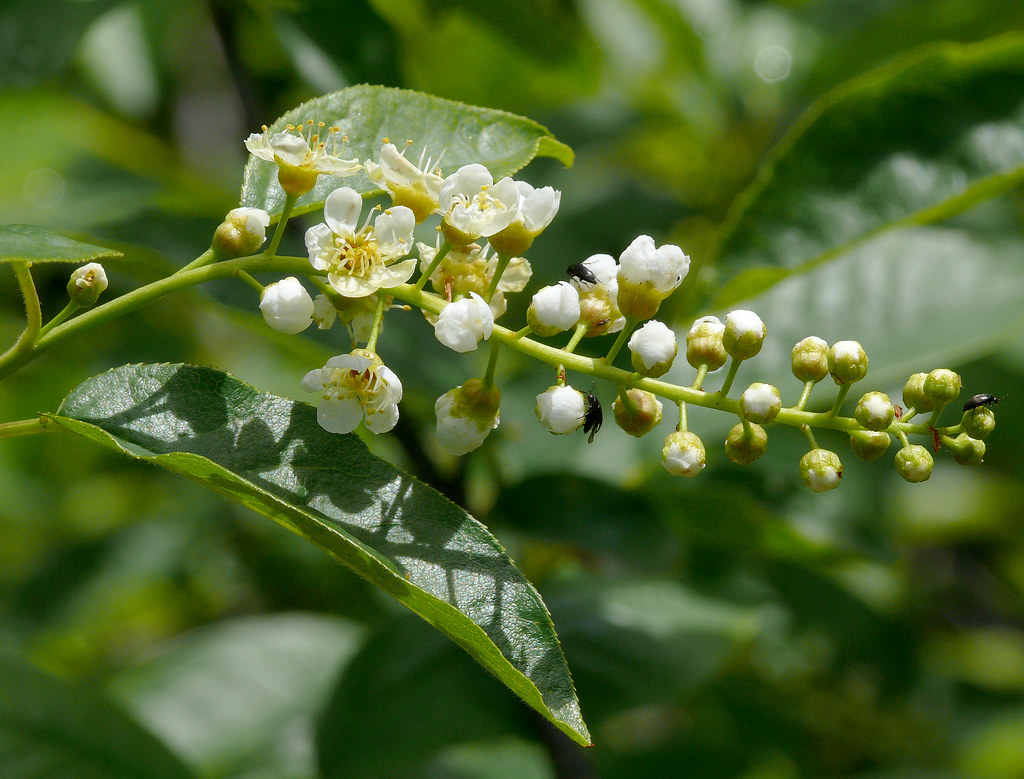 Черёмуха виргинская — Padus virginiana (L.) Mill.