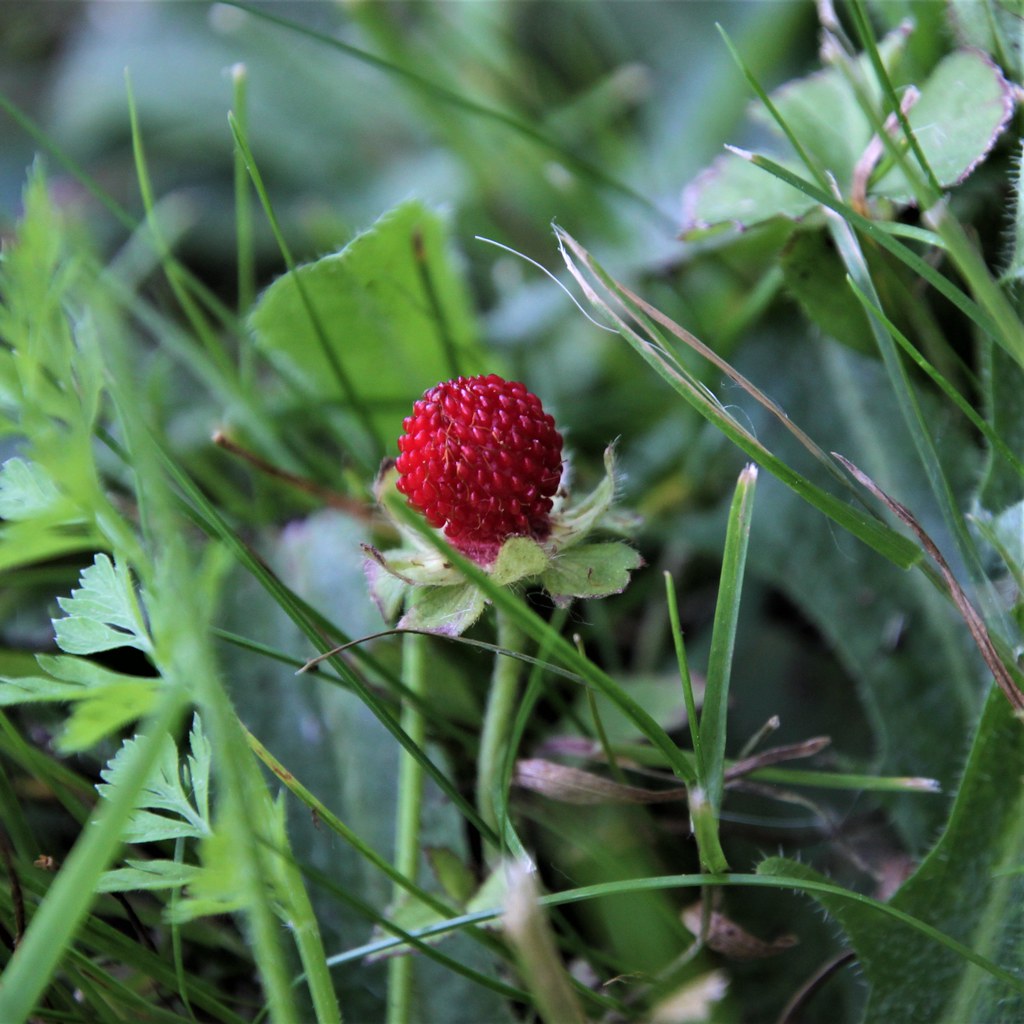 Лапчатка индийская — Potentilla indica (Andrews) T. Wolf