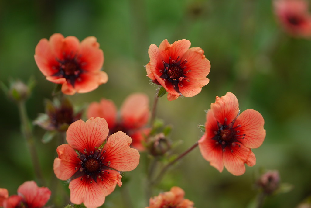 Лапчатка непальская — Potentilla nepalensis Hook.