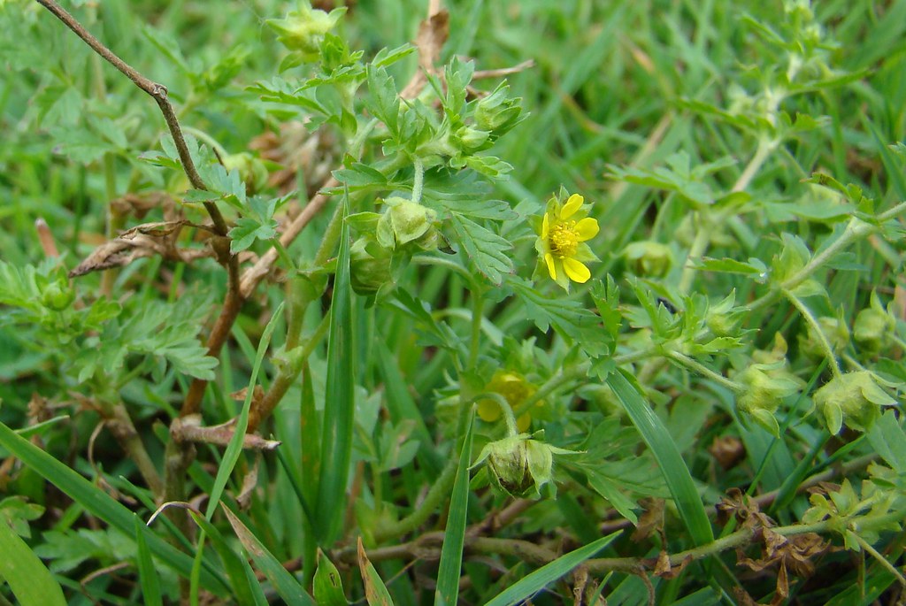 Лапчатка лежачая — Potentilla supina L.