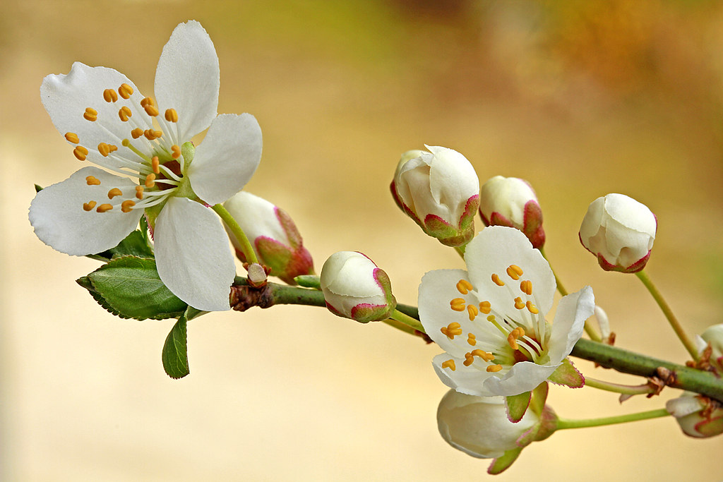Слива домашняя — Prunus domestica L.