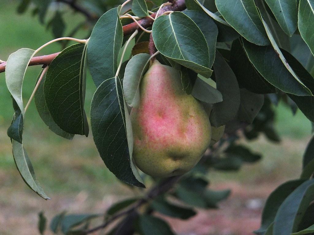 Груша обыкновенная — Pyrus communis L.