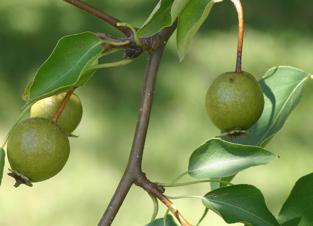 Груша уссурийская — Pyrus ussuriensis Maxim.