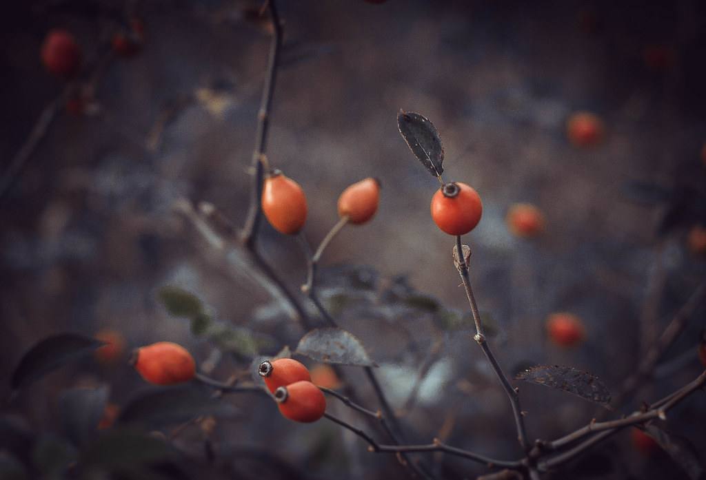 Шиповник собачий — Rosa canina L. s.l.