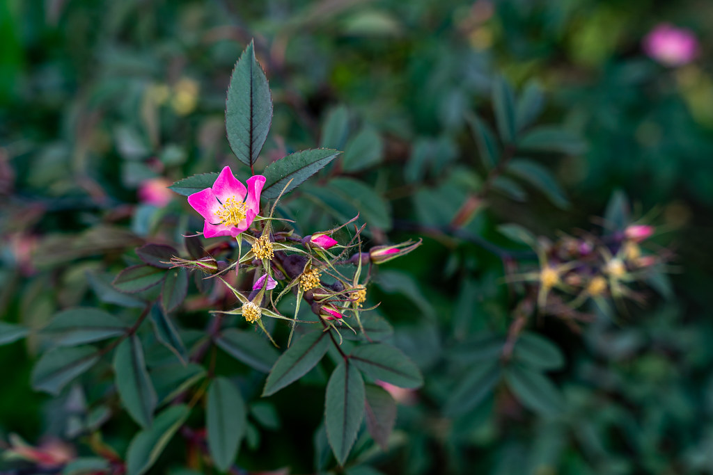 Роза сизая — Rosa glauca Pourret