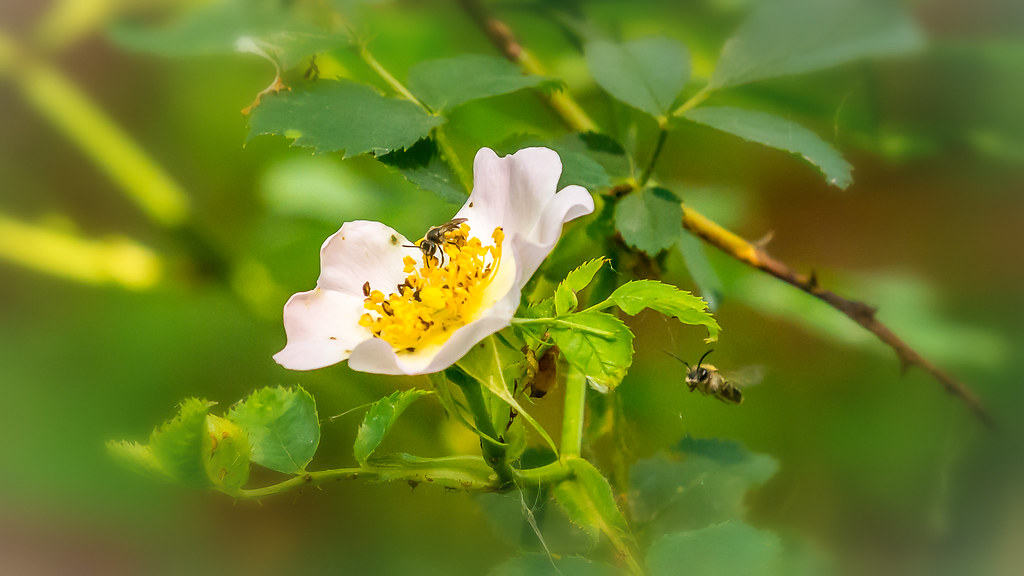 Роза Юндзилла — Rosa jundzillii Bess.