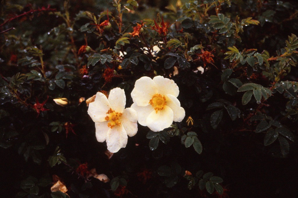 Роза бедренцелистная — Rosa pimpinellifolia L.