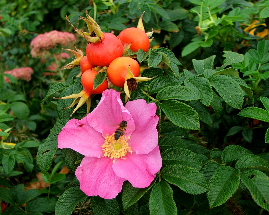 Роза мохнатая — Rosa villosa L. s.l.