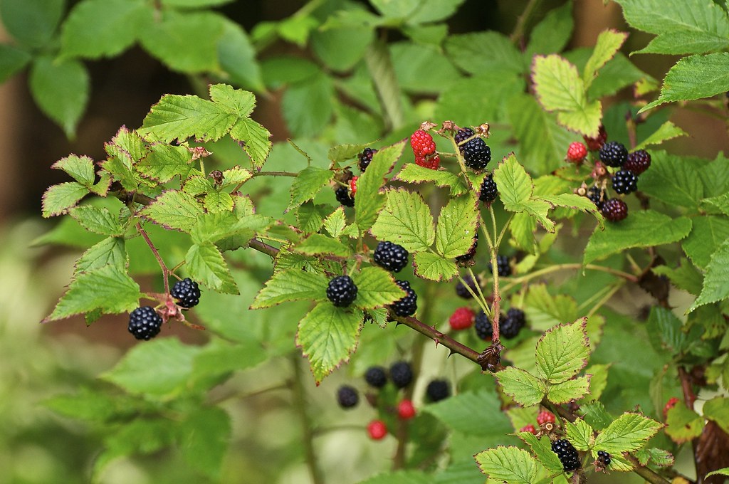 Ежевика аллеганская — Rubus alleghаniensis Porter