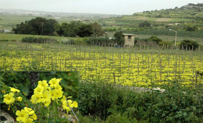 Массовое цветение Oxalis pes-caprae. Мальта, конец марта 2009 года.