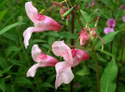 Розовая окраска венчика Impatiens glandulifera