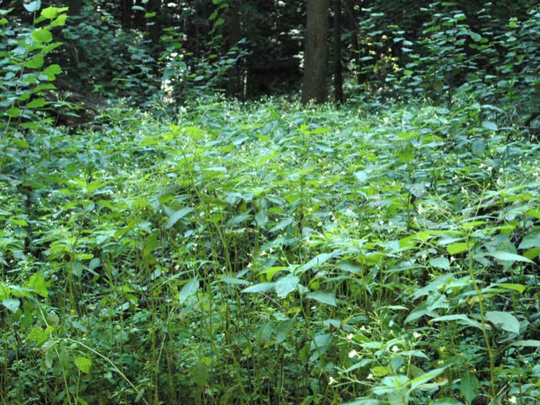 Внедрение Impatiens parviflora в лесные сообщества