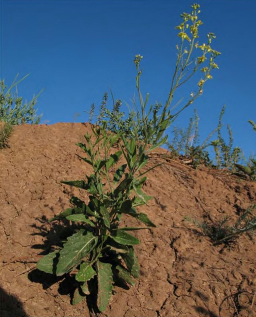 Sisymbrium wolgense, общий вид растения