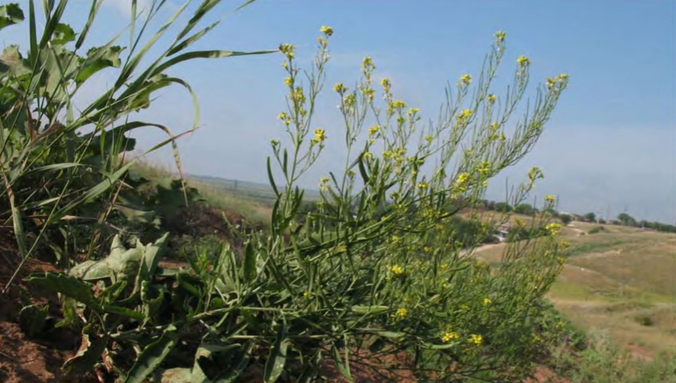 Внедрение Sisymbrium wolgense в естественные сообщества