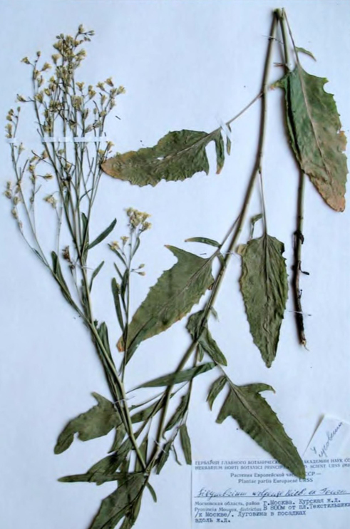 Гербарный лист Sisymbrium wolgense
