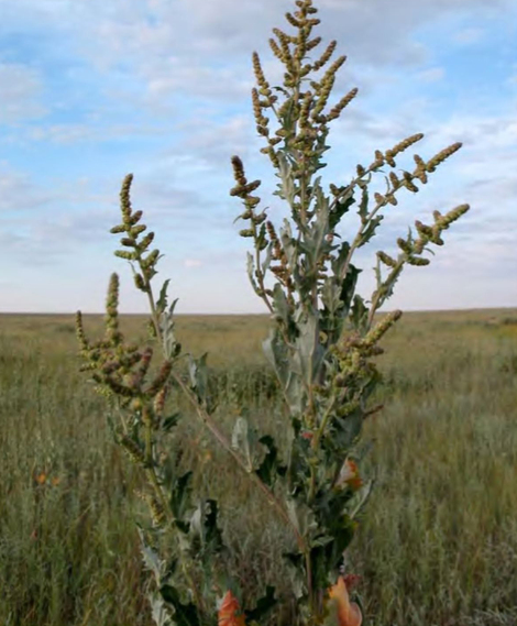 Внедрение Atriplex tatarica в луговые сообщества