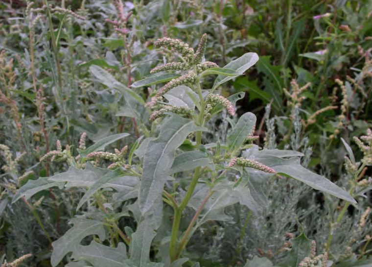 Цветение Atriplex tatarica