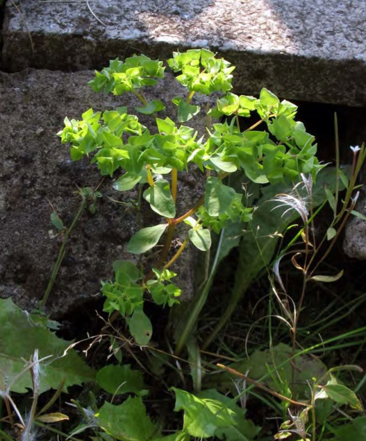 Euphorbia peplus, общий вид