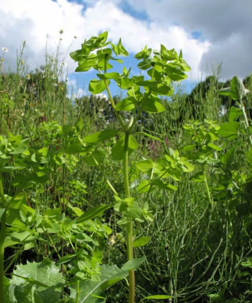 Внедрение Euphorbia peplus в естественные сообщества
