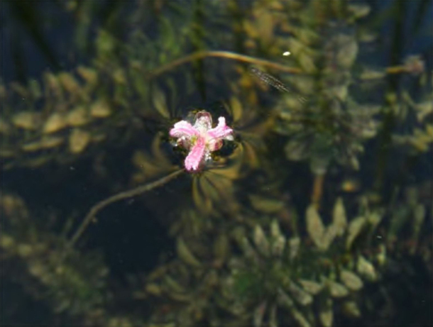 Цветущая Elodea canadensis