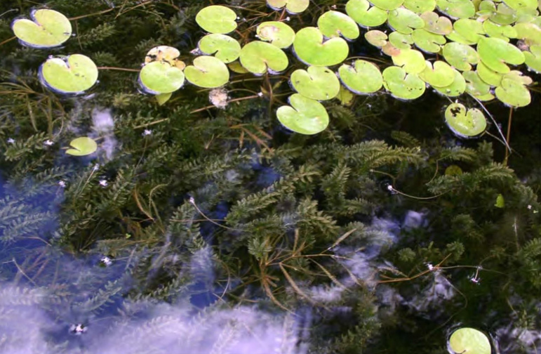 Внедрение Elodea canadensis в естественные сообщества