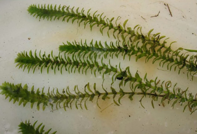 Побеги Elodea canadensis