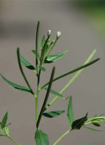 Цветение Epilobium pseudorubescens
