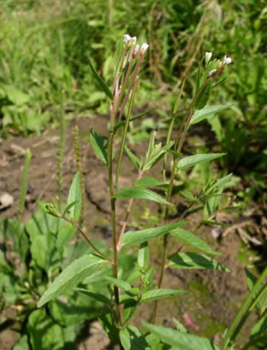 Epilobium pseudorubescens — огородный сорняк