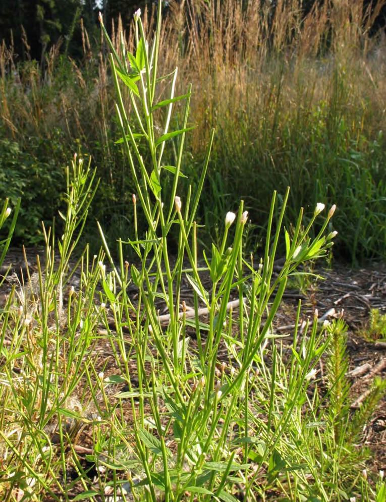 Внедрение Epilobium pseudorubescens в естественные сообщества