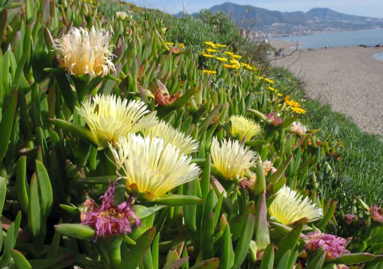 Инвазия Carpobrotus edulis в прибрежные сообщества. Испания, Каталония, город Салоу 2008 год.