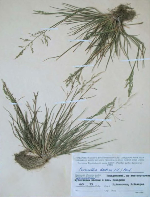 Внедрение Puccinellia distans в рудеральные сообщества (Москва, Битцевский лесопарк)
