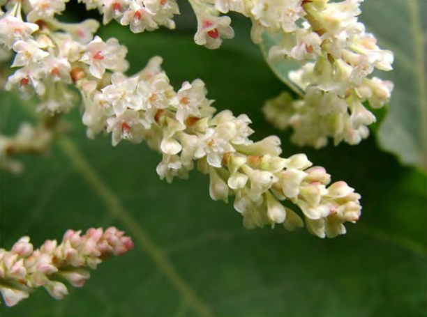 Массовые цветение Reynoutria × bohemica