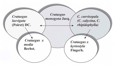 Схема отношений Crataegus monogyna и близких видов